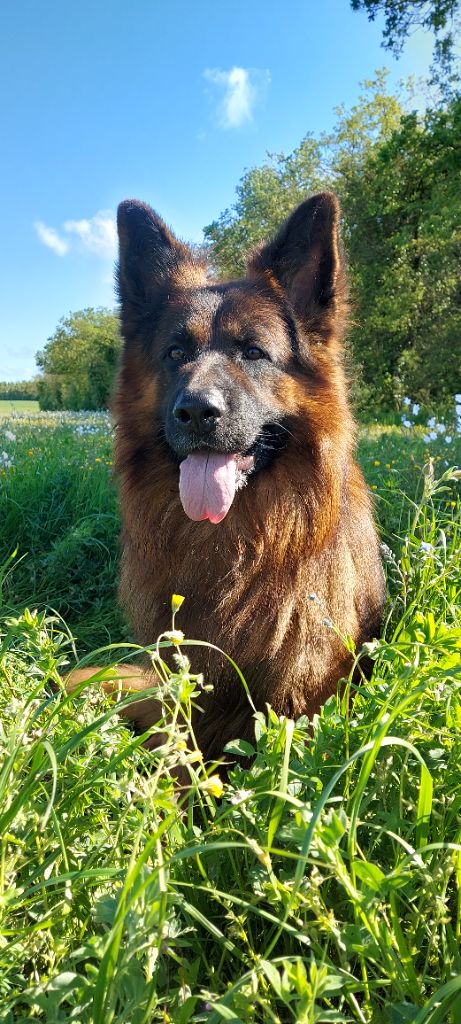 Sascha (shadow) du Logis de la Dame Blanche