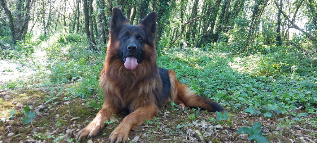 Sascha (shadow) du Logis de la Dame Blanche