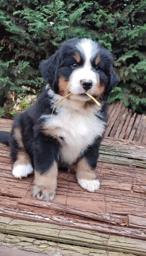 chiot Bouvier Bernois Du Bois Des Crocs Blancs