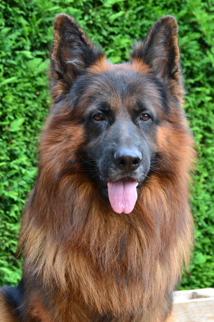 Sascha (shadow) du Logis de la Dame Blanche