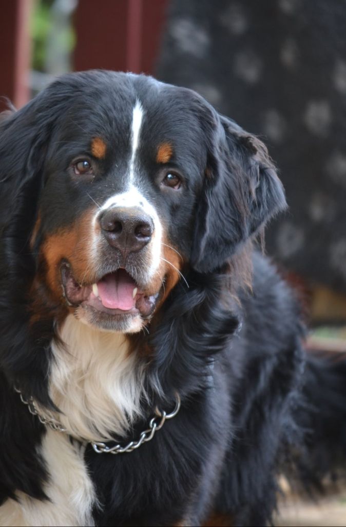 Verdi (wagner) Du Bois Des Crocs Blancs