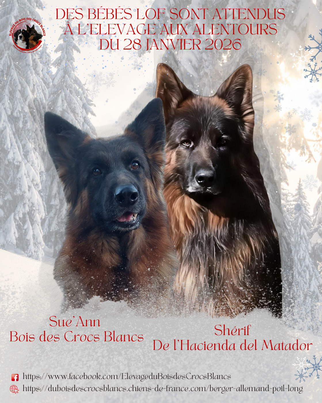 Sue'Ann X Shérif (Chef)