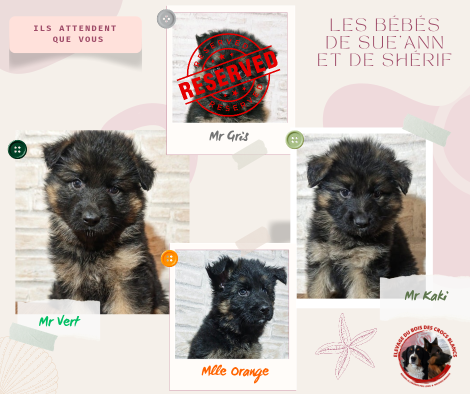 Une demoiselle et ses deux frères BAPL LOF attendent toujours leurs familles