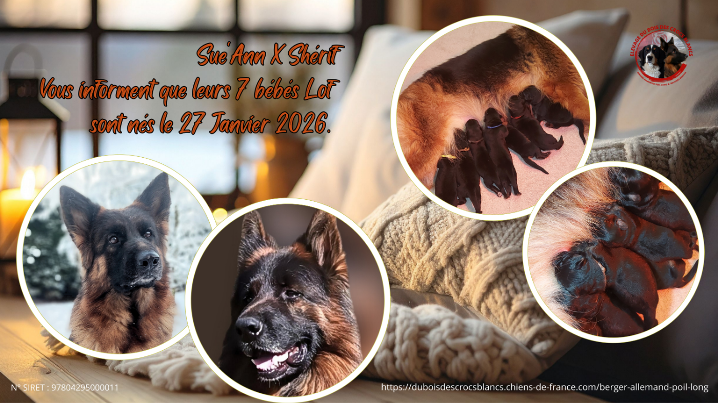 Chiot Berger Allemand Poil Long Du Bois Des Crocs Blancs