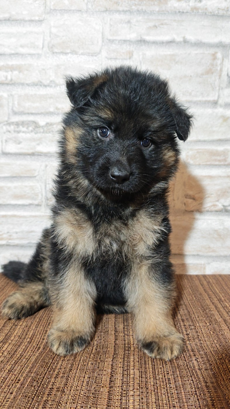 Du Bois Des Crocs Blancs - Chiots disponibles - Berger Allemand Poil Long