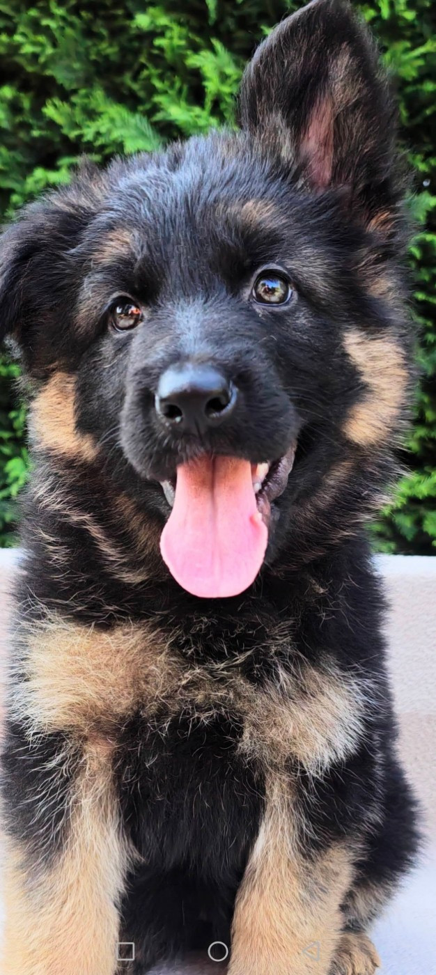 Du Bois Des Crocs Blancs - Chiots disponibles - Berger Allemand Poil Long