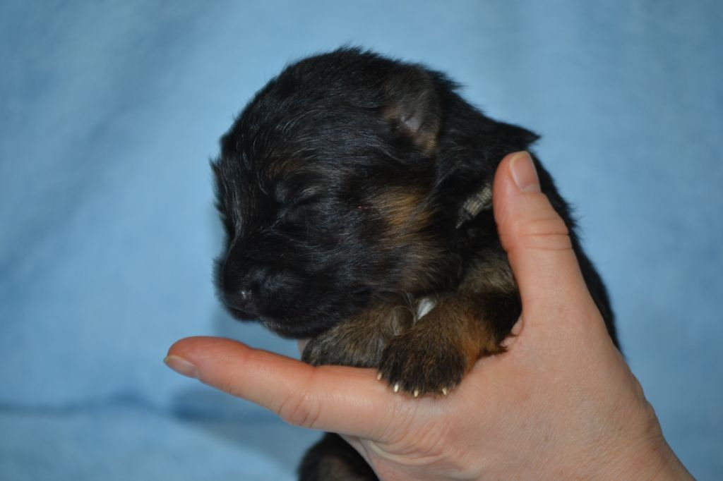 Du Bois Des Crocs Blancs - Chiots disponibles - Berger Allemand Poil Long