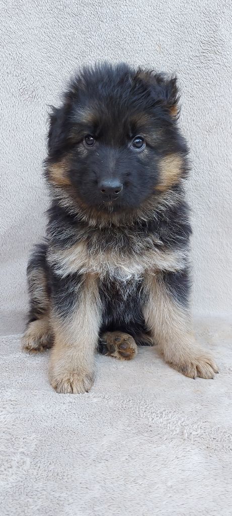 Du Bois Des Crocs Blancs - Chiots disponibles - Berger Allemand Poil Long