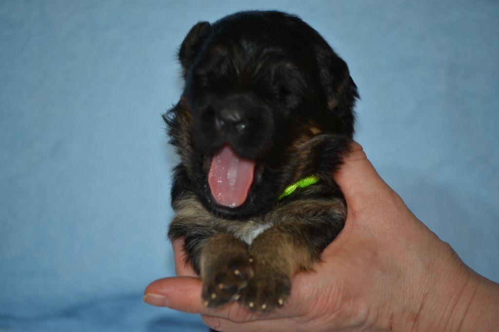Du Bois Des Crocs Blancs - Chiots disponibles - Berger Allemand Poil Long