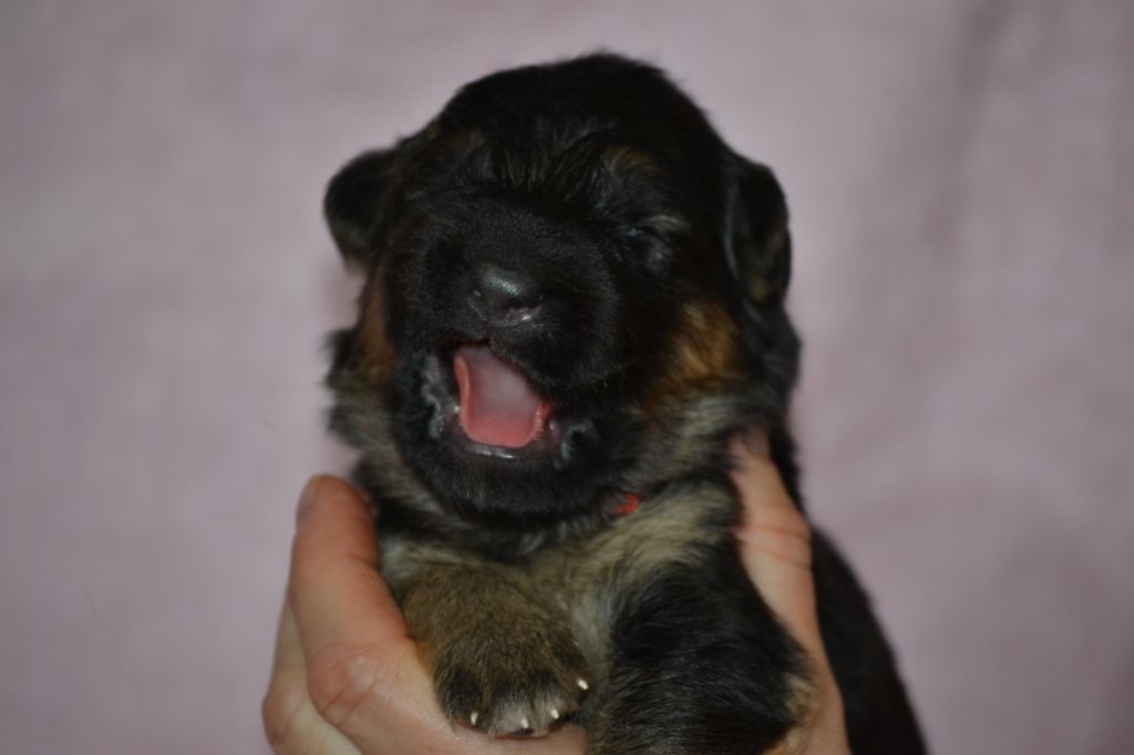 Du Bois Des Crocs Blancs - Chiots disponibles - Berger Allemand Poil Long