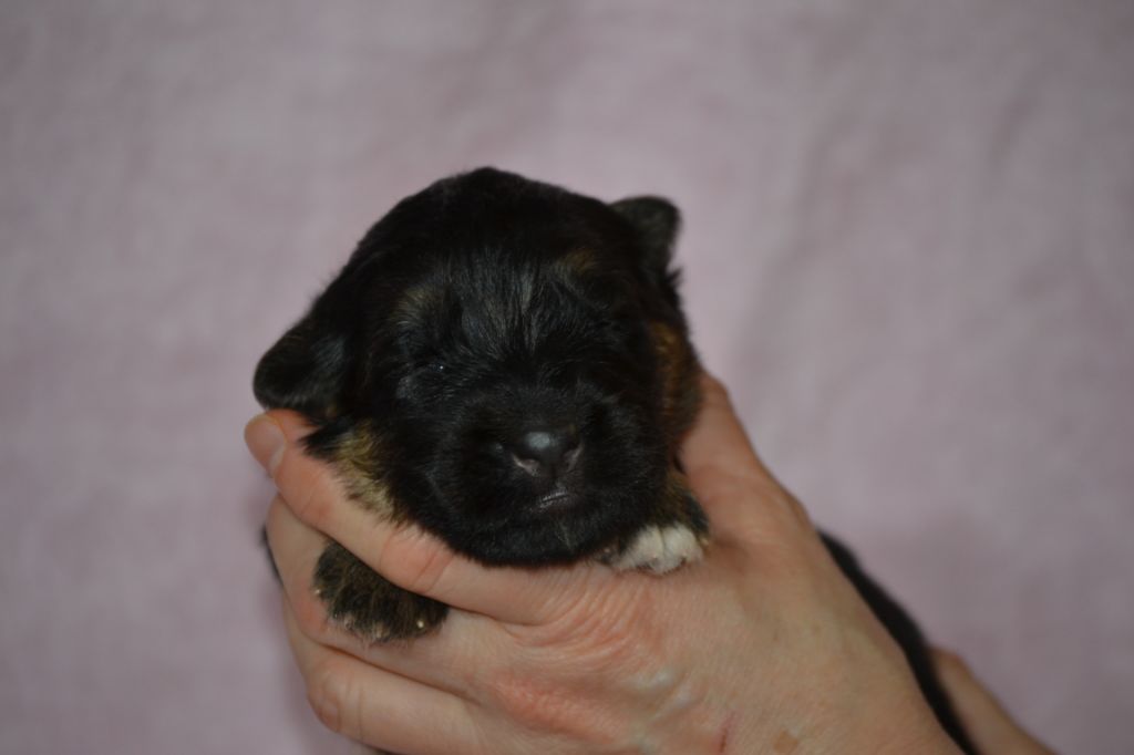 Du Bois Des Crocs Blancs - Chiots disponibles - Berger Allemand Poil Long