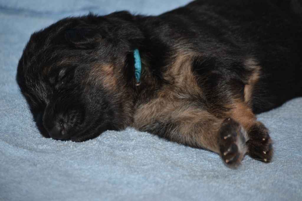 Du Bois Des Crocs Blancs - Chiots disponibles - Berger Allemand Poil Long