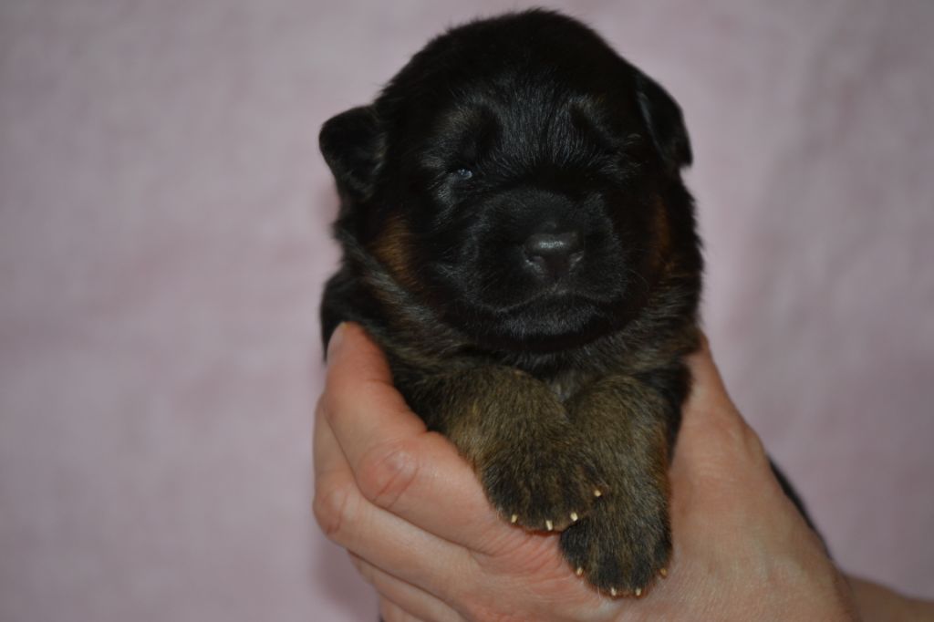 Du Bois Des Crocs Blancs - Chiots disponibles - Berger Allemand Poil Long