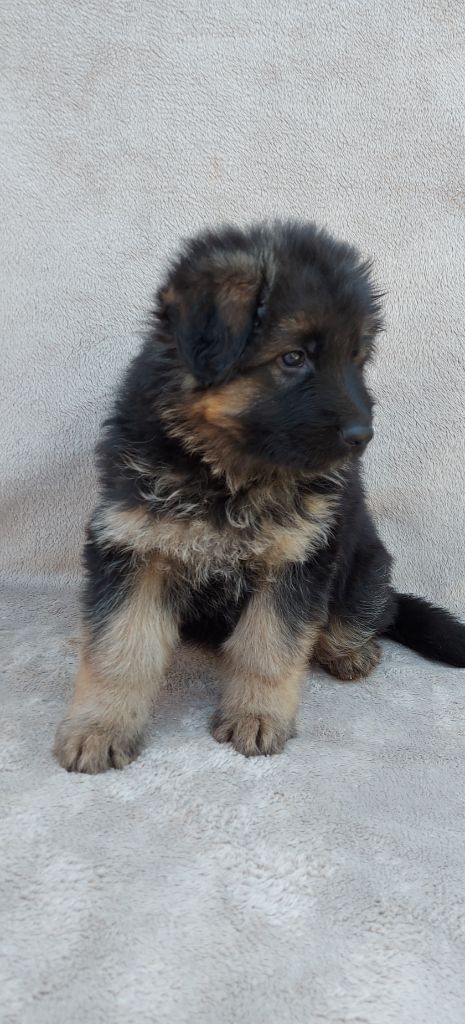 Du Bois Des Crocs Blancs - Chiots disponibles - Berger Allemand Poil Long