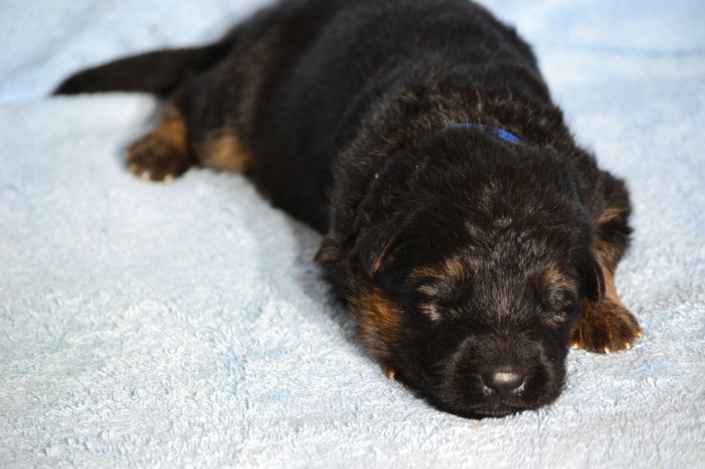 Du Bois Des Crocs Blancs - Chiots disponibles - Berger Allemand Poil Long