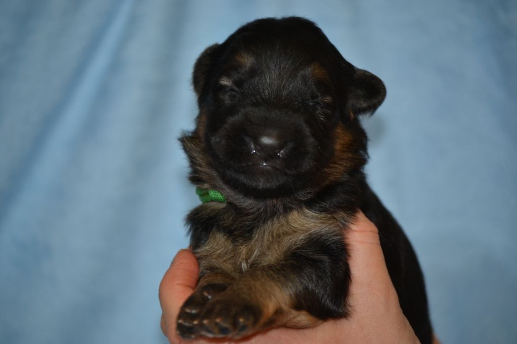 Du Bois Des Crocs Blancs - Chiots disponibles - Berger Allemand Poil Long
